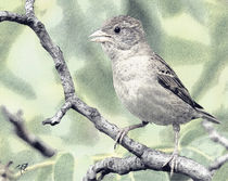 Der freche Spatz -The cheeky sparrow - von Wolfgang Pfensig