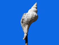 Fossile Muschel auf Stock, freigestellt von Ulrich Missbach