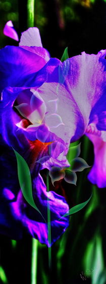 Blütenträume 23 Lilie by Walter Zettl