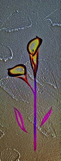 Blütenträume 24 Calla by Walter Zettl