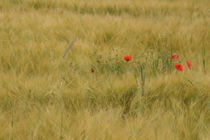 Feld mit roten  Mohn  by Ralf Wolter
