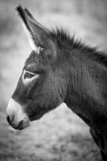 Donkey - Esel by Ruby Lindholm
