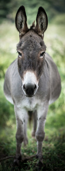 Donkey - Esel I by Ruby Lindholm