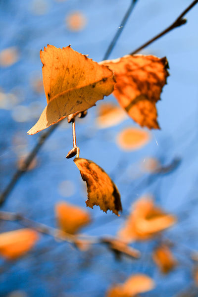 Herbstgeflatter