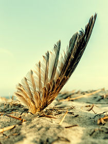 Lost feather by Mike Santis