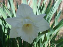 White Lily of Shady von Katherine Manning