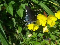 Butterfly on Buttercups by Katherine Manning