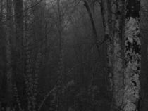 Dark Mountain Forest von Katherine Manning