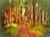 A Path Through the Forest 2 by Dave Harnetty