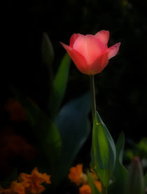 Pink tulip by Leighton Collins
