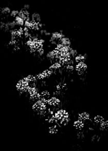 Backyard Flowers In Black And White 33 von Brian Carson