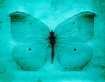 Vintage Grunge Butterfly von Steve Ball