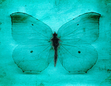 Butterfly-grunge-5