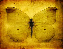 Vintage Grunge Butterfly by Steve Ball