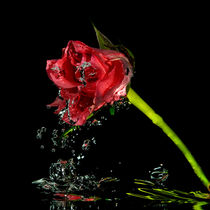 Watery rose von Mike Santis