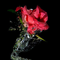Water rose von Mike Santis