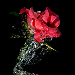 Water-rose