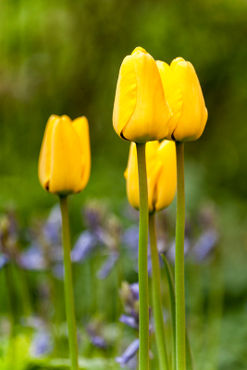 Yellow-flowers-garden