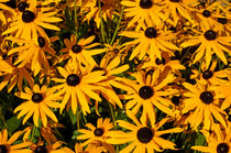 Brown Eyed Susans by John Mitchell