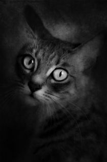 Cat's Eyes #06 von loriental-photography