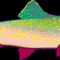Rainbow-trout-neon