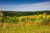 Meadow Landscape by Patrycja Polechonska