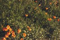 Wildflowers by Patrycja Polechonska