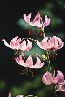 Pretty Pink Martagon Lily Flowers by Vicki Field