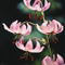 Pink-martagon-lily