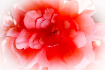 Pink Begonia von David Tinsley
