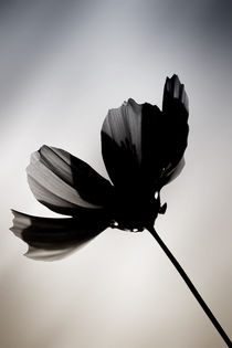 Schwarze Blume  by Bastian  Kienitz
