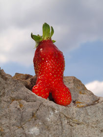 Erdbeere im Gebirge (Spitzenposition), strawberry in mountains,on the top von Dagmar Laimgruber