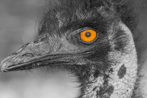 Ostrich-eye
