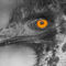 Ostrich-eye