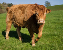 Limousin Cow by Pete Hemington