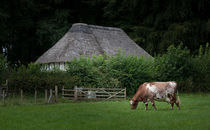 Ayrshire dairy cow von Leighton Collins