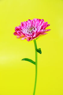 pink flower von Les Mcluckie