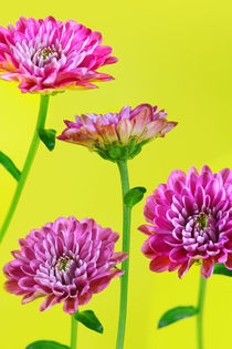 pink flowers von Les Mcluckie