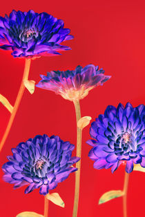 inverted flowers von Les Mcluckie