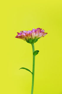Pink Flower Stem von Les Mcluckie