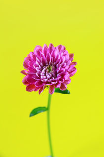 Single Pink Flower von Les Mcluckie