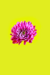 pink flower head von Les Mcluckie