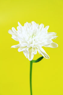 white flower with stem by Les Mcluckie