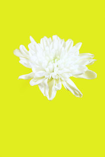 white flower head von Les Mcluckie
