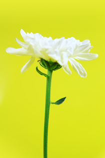 White Flower von Les Mcluckie