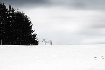 Weiße Pferde  von Bastian  Kienitz