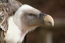 Gänsegeier - Griffon Vulture von Markus Hartung