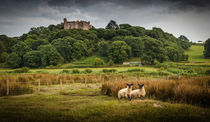 Sheep at Weobley castle by Leighton Collins