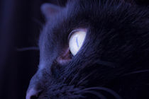 Eye black cat von Gema Ibarra