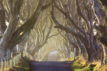 Misty morning at the Dark Hedges by Horia Bogdan